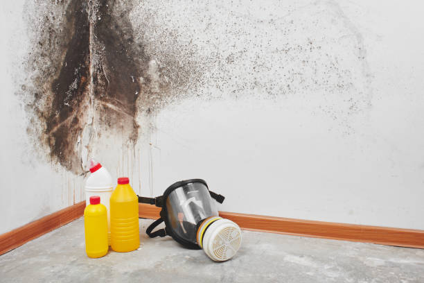 Best Emergency Mold Remediation in Okanogan, WA