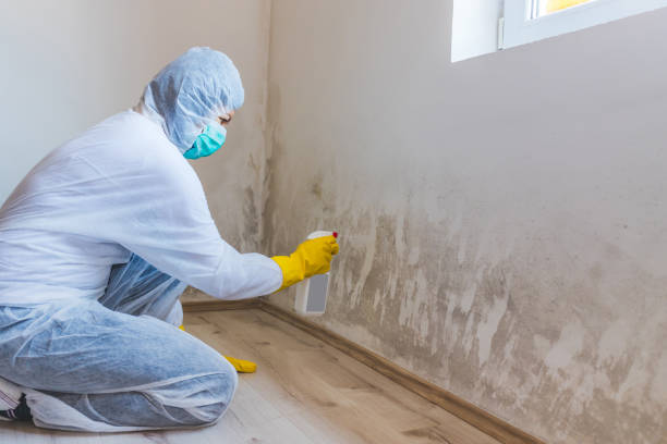 Professional Mold Remediation in Okanogan, WA