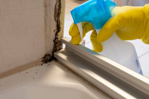 Best Health and Safety Mold Remediation in Okanogan, WA