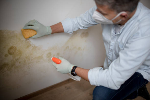 Best Industrial Mold Remediation in Okanogan, WA