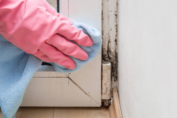 Best Commercial Mold Remediation in Okanogan, WA