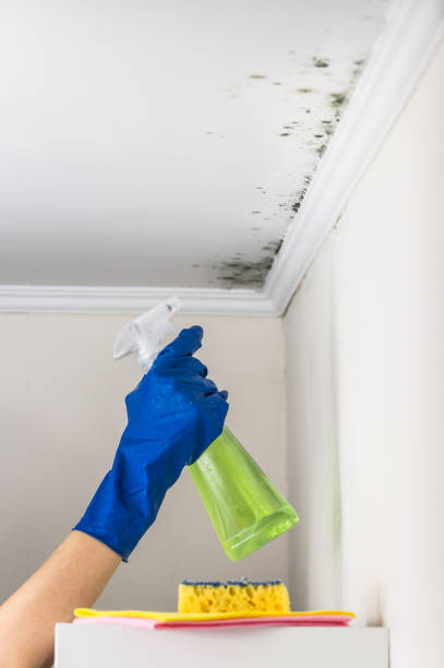 Best Black Mold Remediation in Okanogan, WA